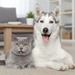 Gray cat and white dog sitting together on a carpeted floor in a living room.